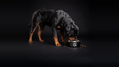 Rottweiler eating from a Bully Max bowl on a black studio background