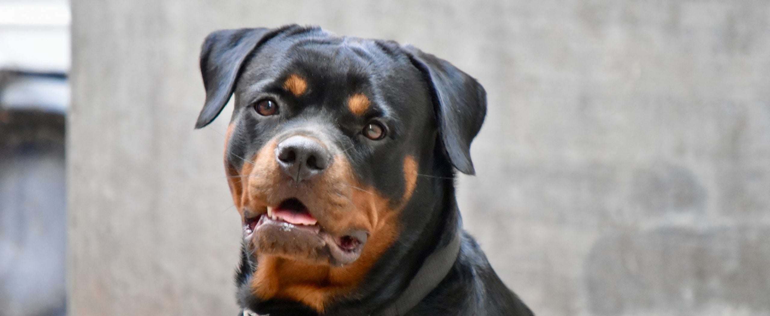 Bully hot sale max rottweiler