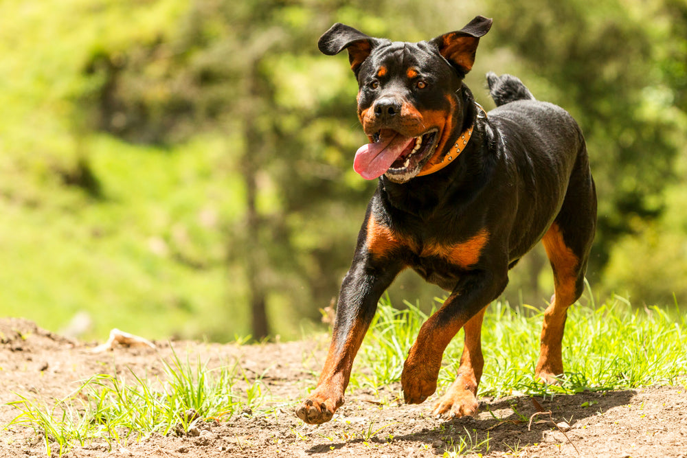 can you take a rottweiler running? 2