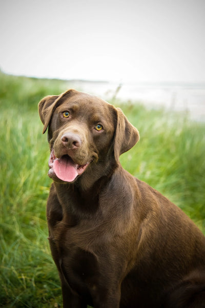 How to Choose the Best Dog Food for Labs