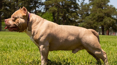 Muscular fawn Standard American Bully standing in side profile on grass