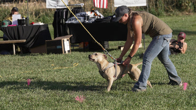Handler Stephanie Lamp holding her harnessed pit bull at the start line of a dog sports event: high fat dog food for working dogs