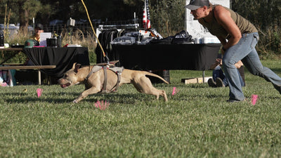 Muscular fawn pit bull driving forward in a sports harness as handler Stephanie Lamp releases her