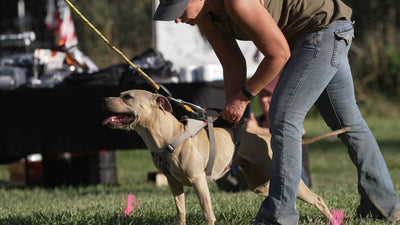 Fawn pit bull in a sports harness held by handler Stephanie Lamp at an outdoor ADBA Top Dog event