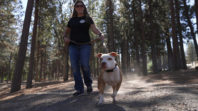 Handler walking an American Pit Bull Terrier on a leash down a wooded trail