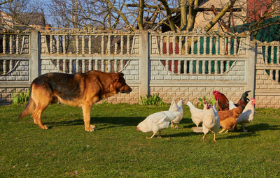 training your dog to herd chickens