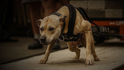 Pit bull in a weight pull harness leaning into the pull on the carpet of the Bully Max weight pull track