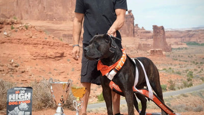 Brindle Presa Canario in a Bully Max weight pull harness beside trophies and a bag of Bully Max 30/20