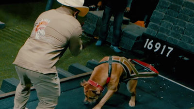 Sun Wukong, a Boerboel from ColdRiver Boerboels, pulling a cart marked 16917 on the Bully Max weight pull track with handler Eli Carver