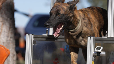 Brindle working shepherd conditioning on a slat mill