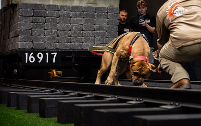 The Sport of Dog Weight Pulling: How to Train Your Dog to Weight Pull