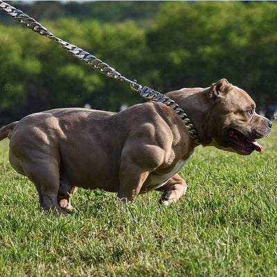 20 Dogs that Use Bully Max - Results You Have to See to Believe!