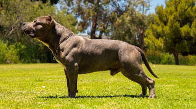Blue XL American Bully standing in side profile on a grassy lawn