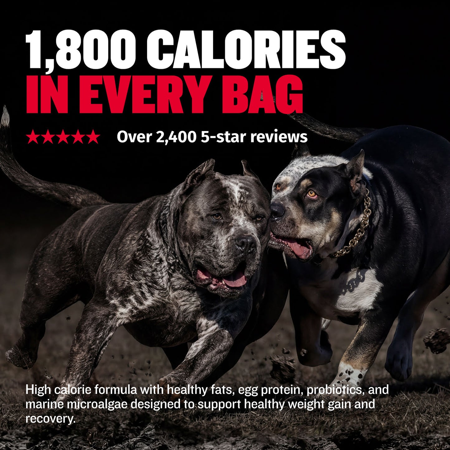 Bully Max Power Chews for Weight Gain