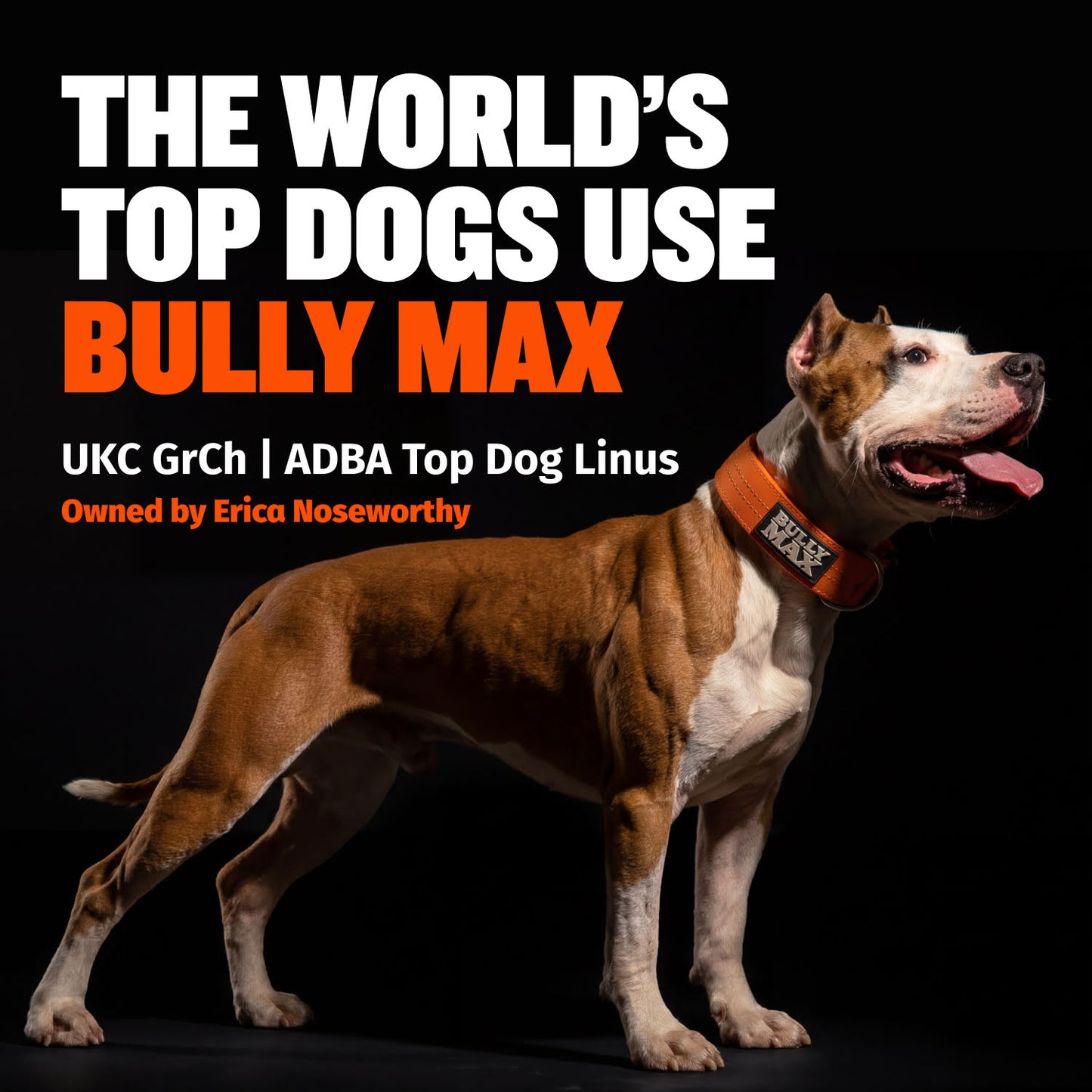 Bully Max 30/20 High Protein Chicken Dog Food