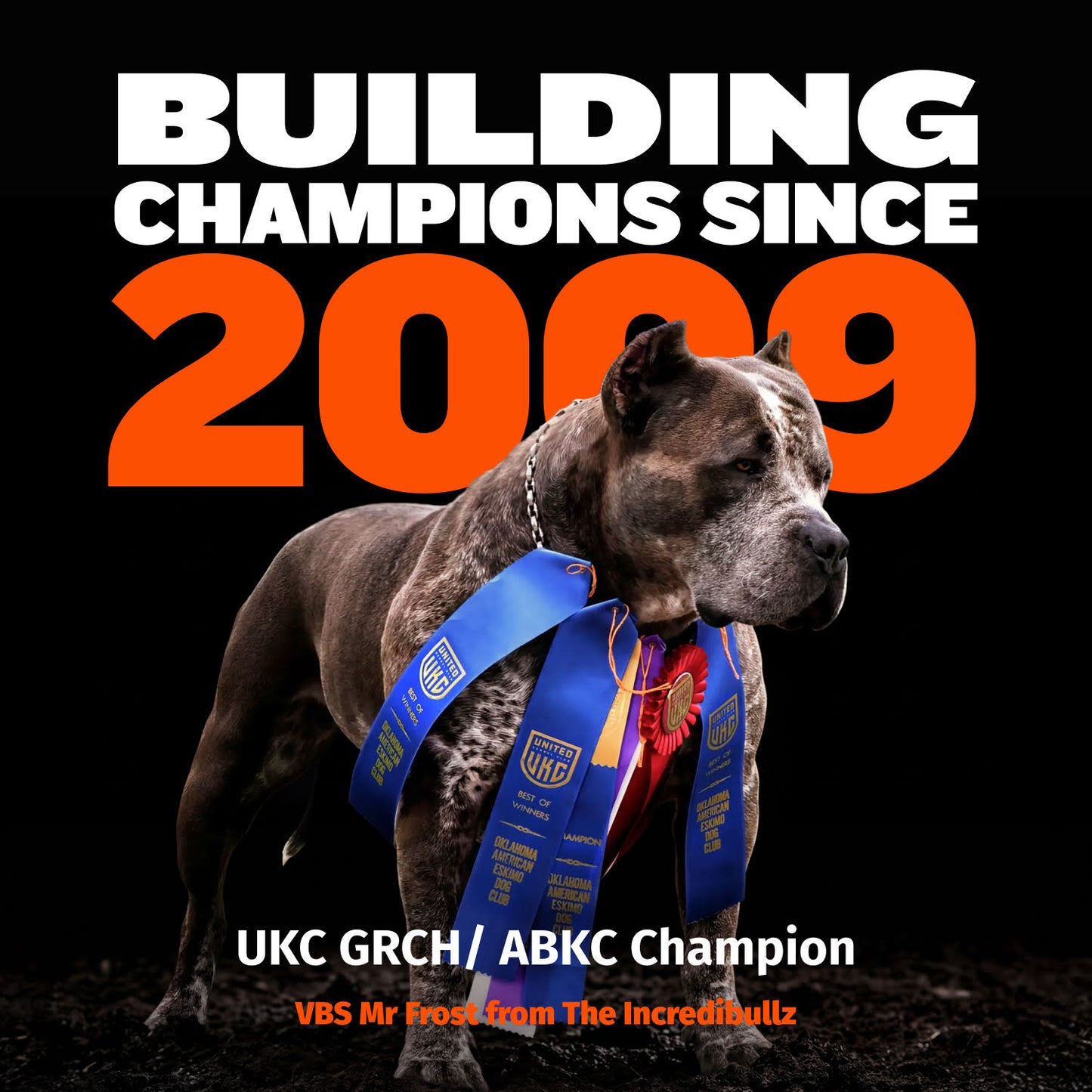 Bully Max 30/20 High Protein Chicken Dog Food
