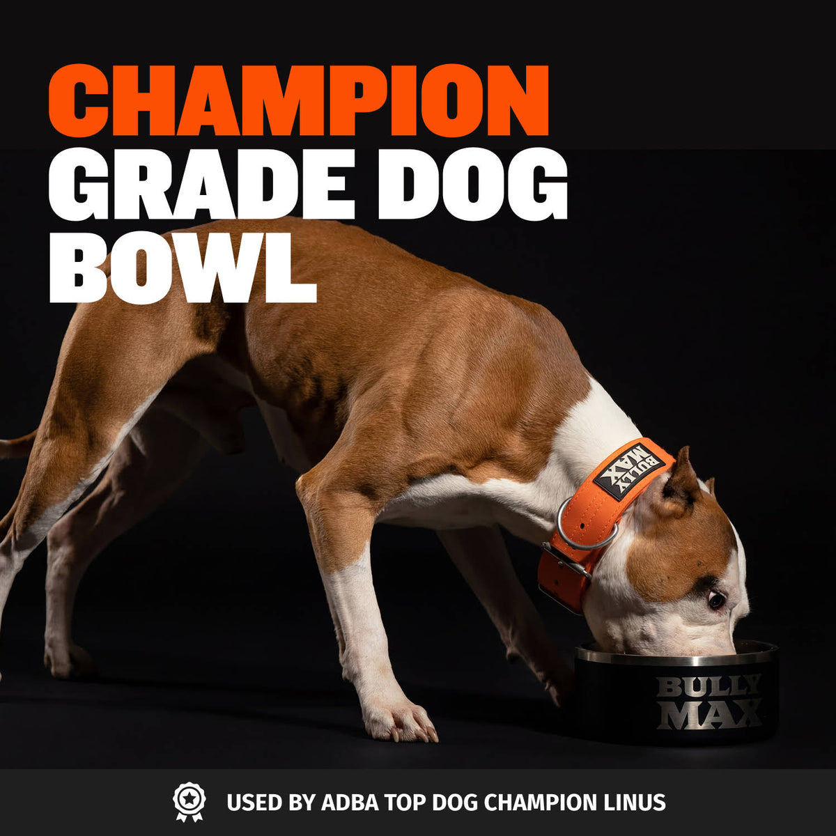 Heavy-Duty Steel Dog Bowls: red and white pit bull in an orange Bully Max collar eating from the black Bully Max steel bowl. Text: champion grade dog bowl, used by ADBA top dog champion Linus