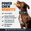 High Protein Power Chew - Pumpkin