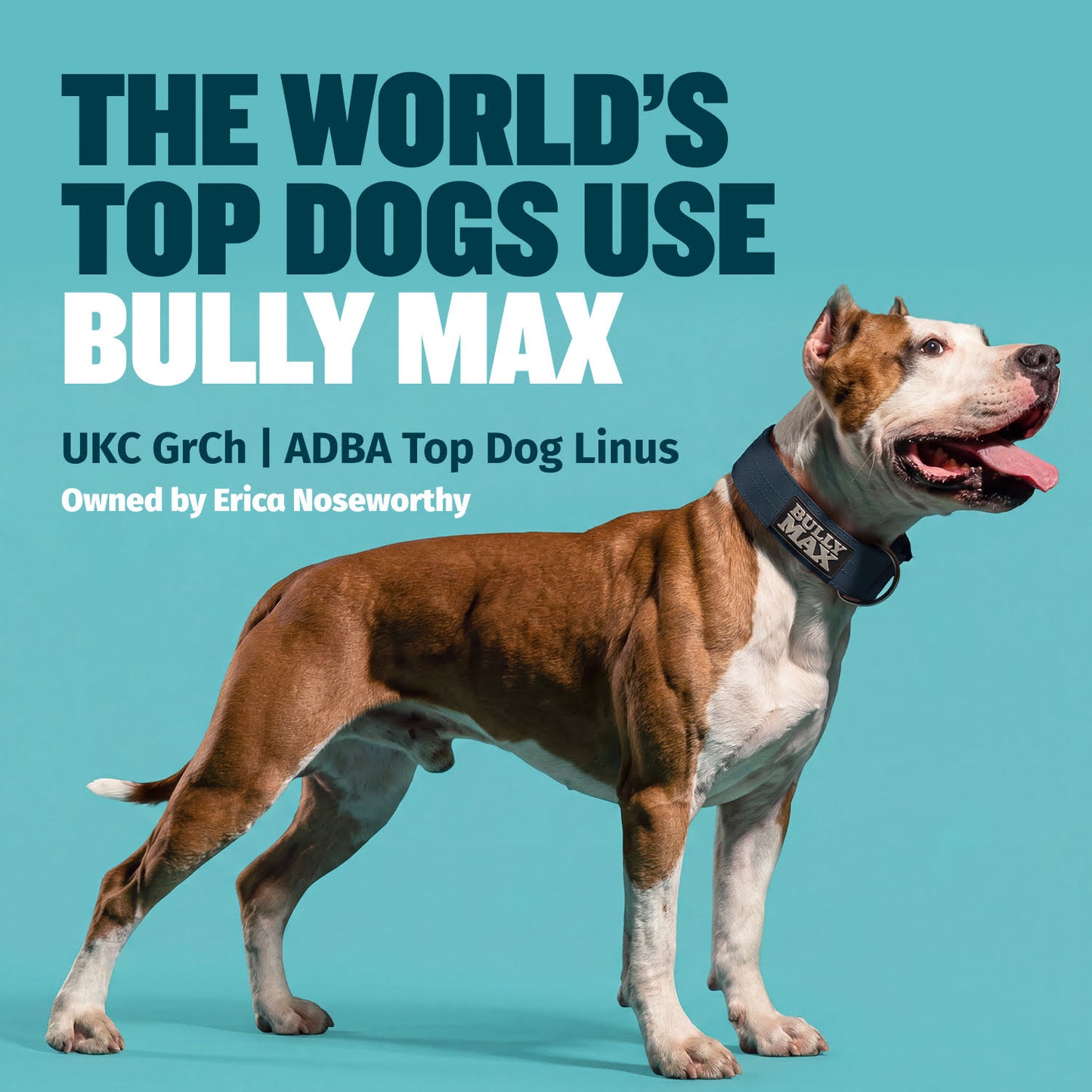 Bully Max Freeze-Dried Raw Dog Food Toppers Salmon Flavor