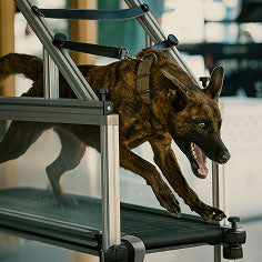 slide image in a carousel