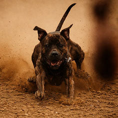 slide image in a carousel