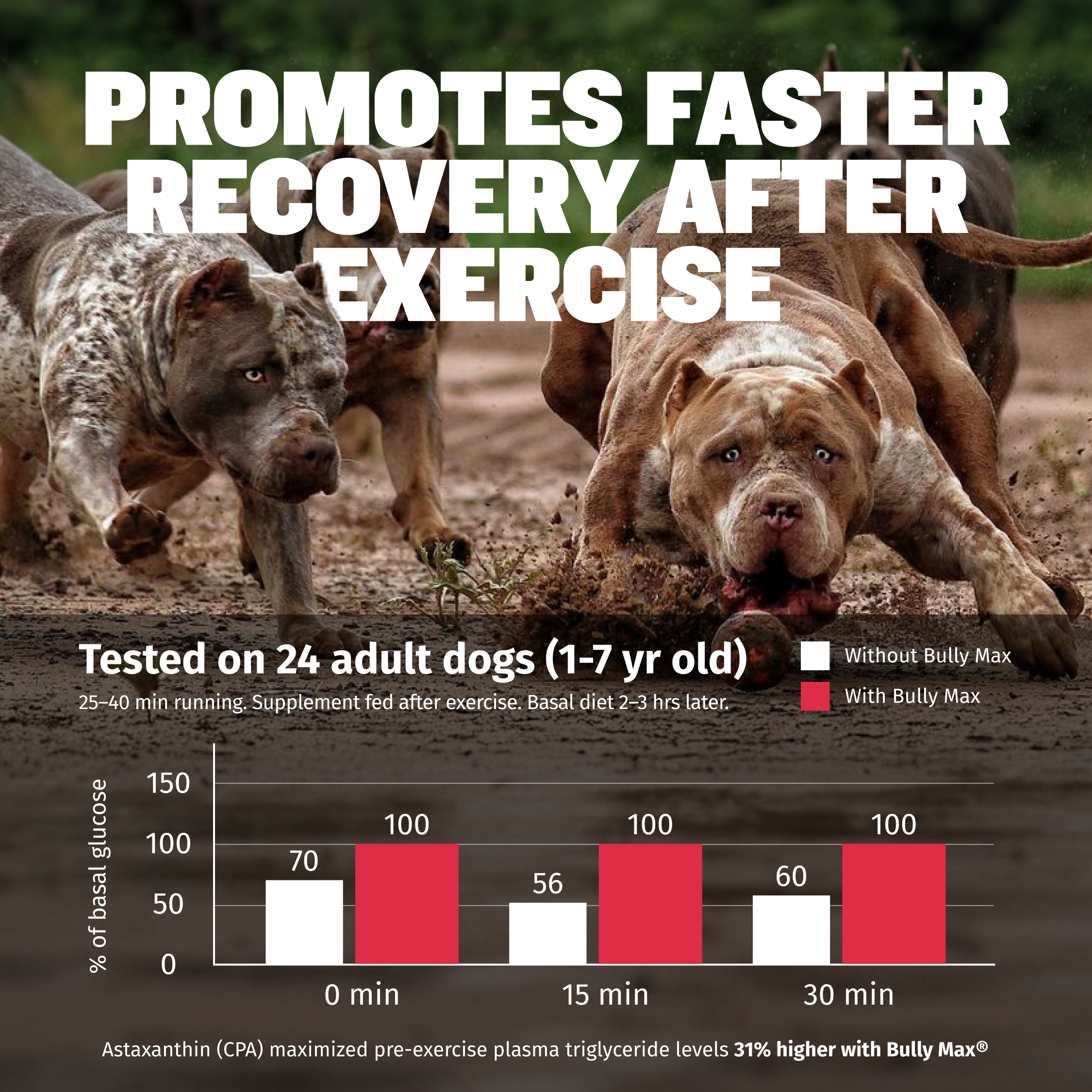 Building Muscle Mass in Dogs: Proven Tips for Stronger Pets