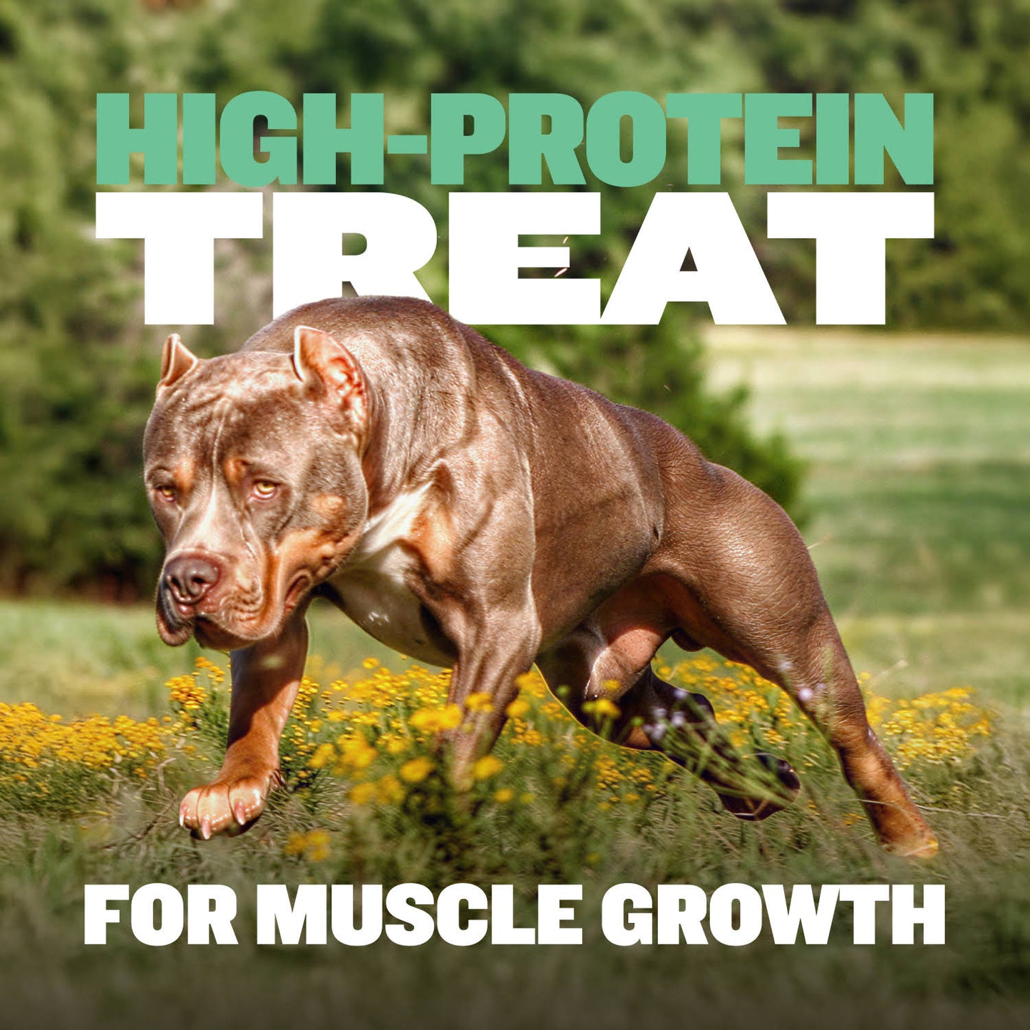 High Protein Power Chew - Mint (Limited)