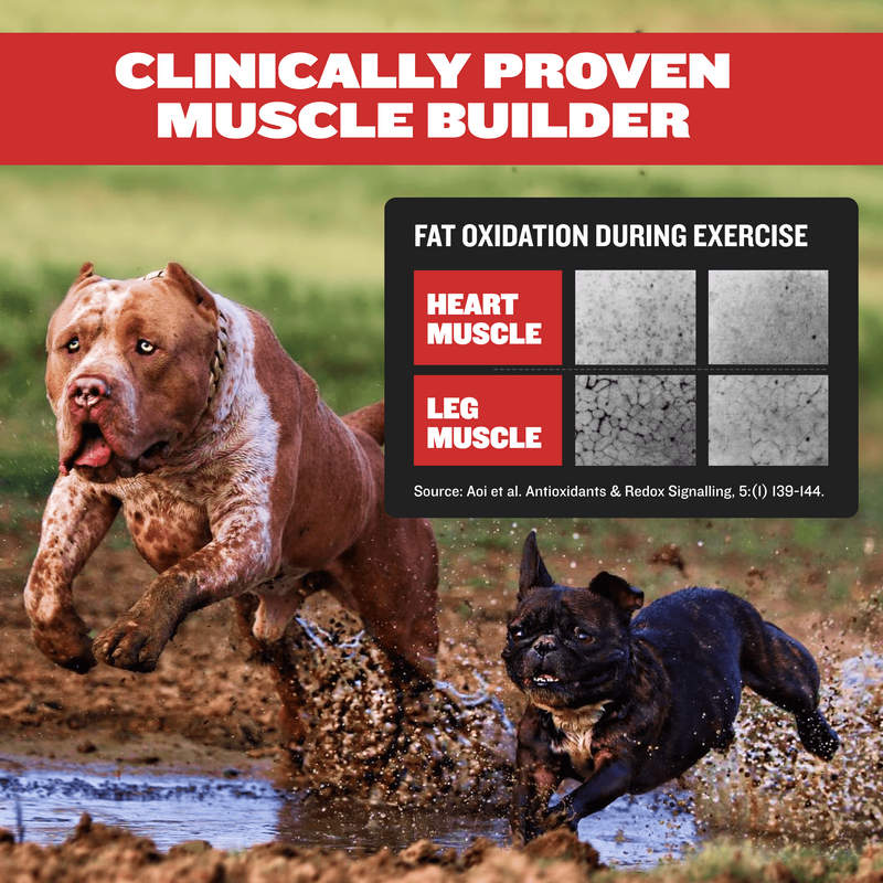 Bully Max liquid muscle building supplement for dogs 1rated brand