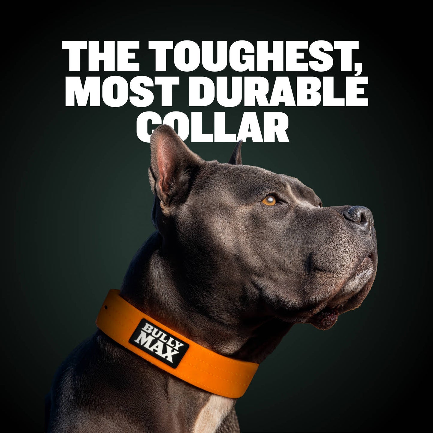 Extra Heavy Duty Dog Collar (Orange)