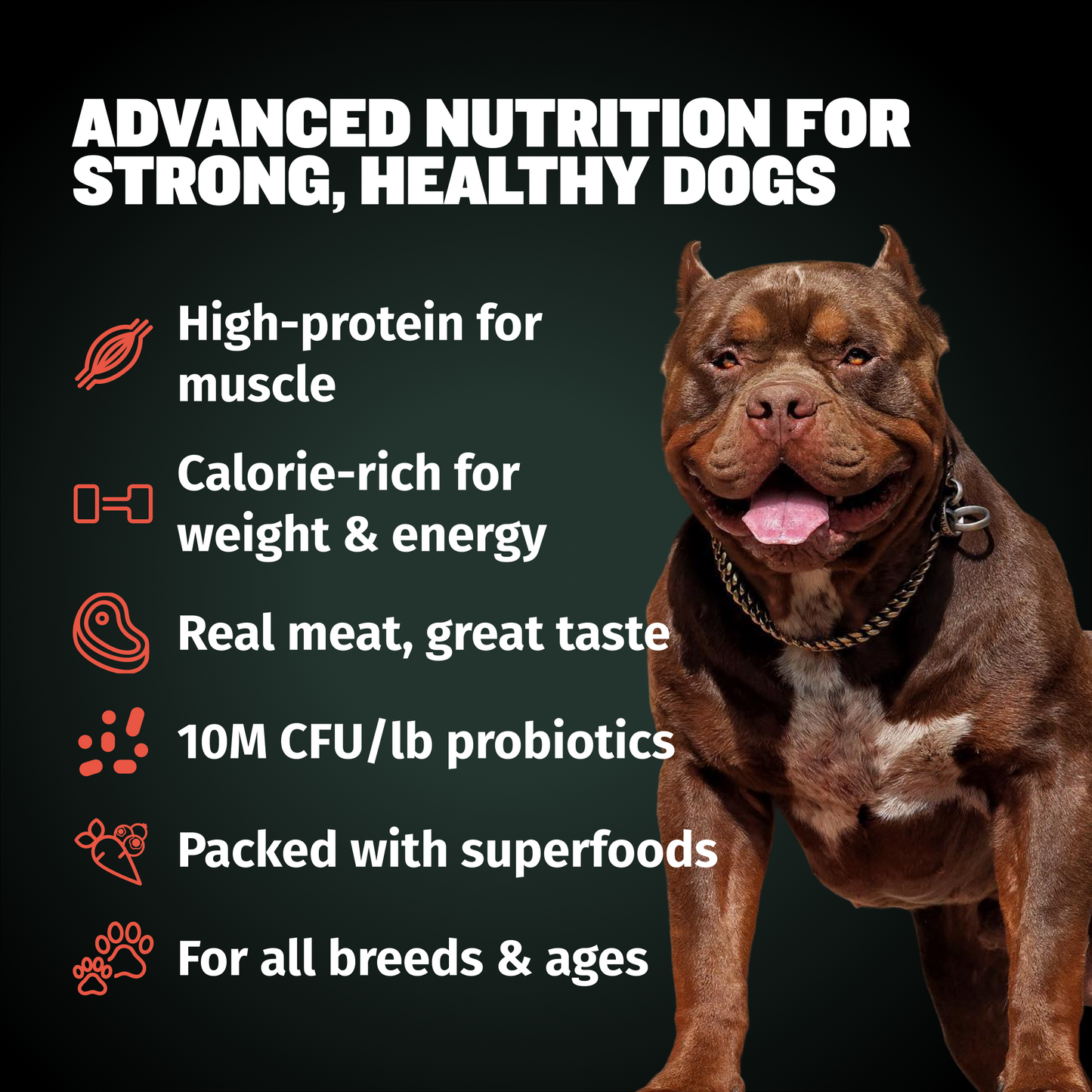 Bully Max 30/20 High Protein Beef Dog Food