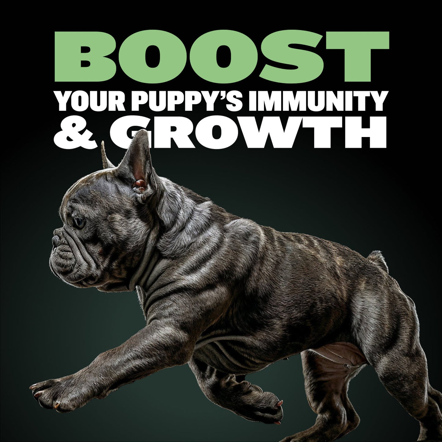 Bully Max 24/14 High Protein & Growth Puppy Food