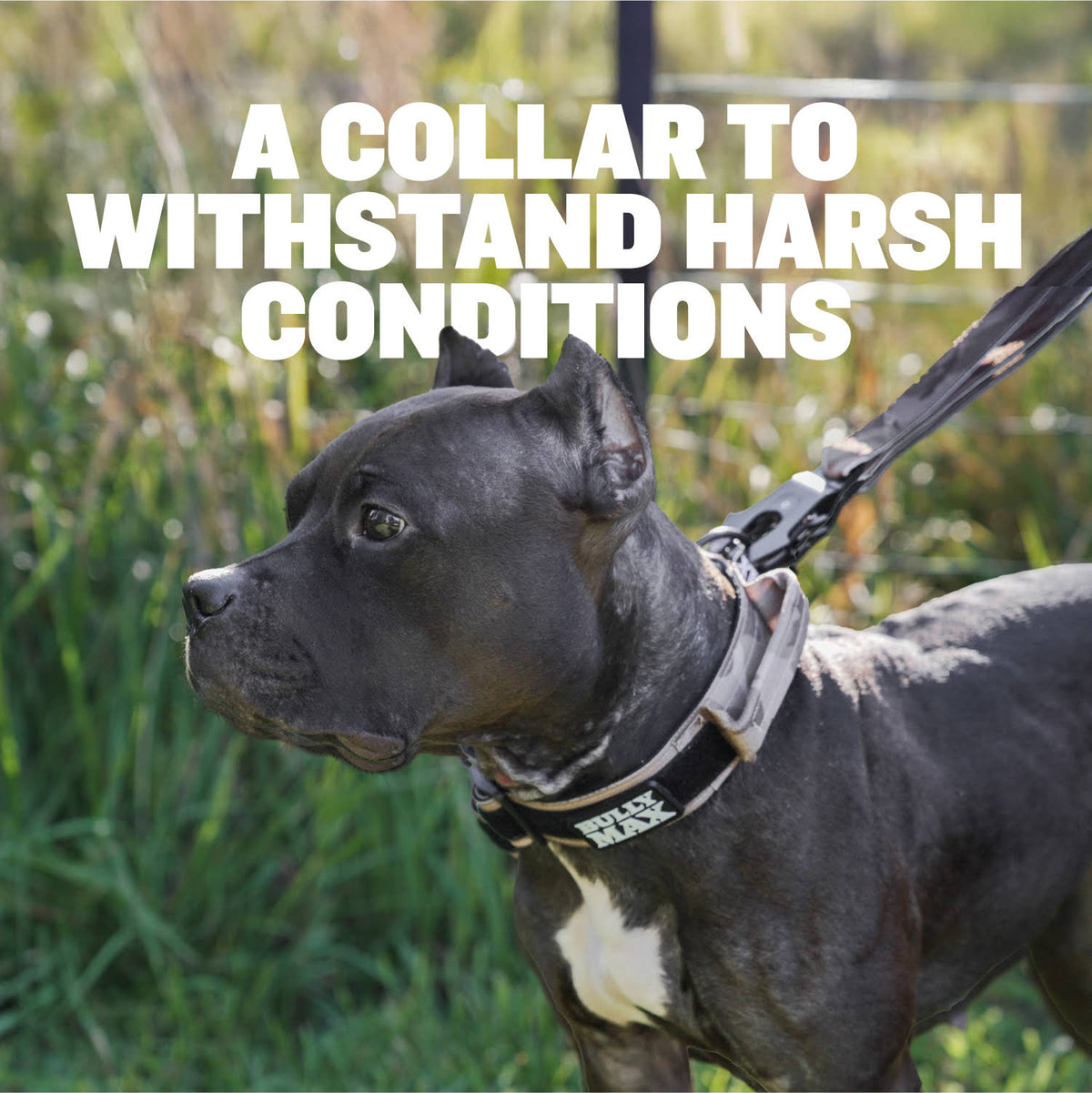 Tactical Dog Collars (Desert Camo) - Bully Max