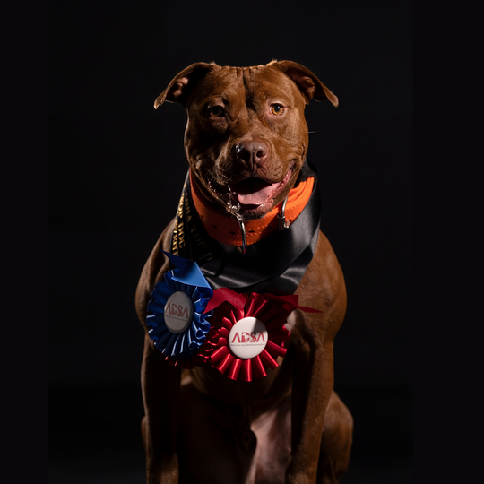 slide image in a carousel