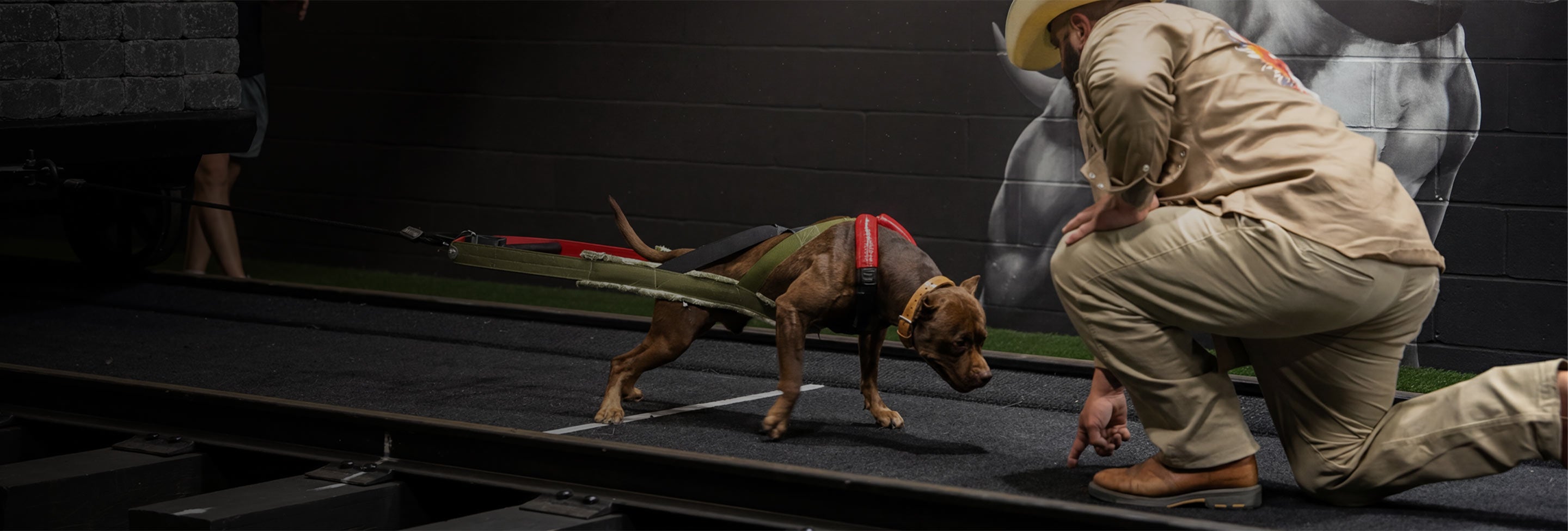 Eli Carver kneeling beside a Boerboel in a harness on a slat-mill treadmill during conditioning