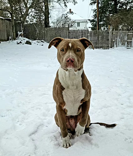 slide image in a carousel