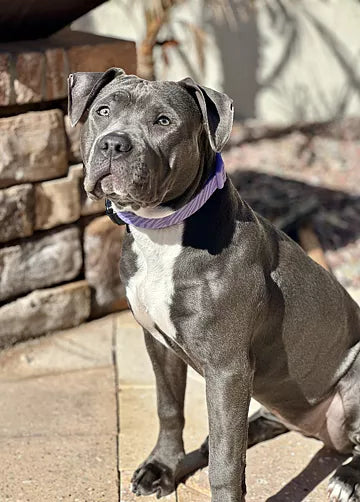 slide image in a carousel