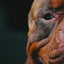Bully Max 25/11 High Protein Lamb 45% Less Fat Dog Food