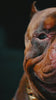 Bully Max 25/11 High Protein Lamb 45% Less Fat Dog Food