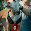 Bully Max 26/12 High Protein Wet Dog Food