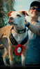 Bully Max 26/12 High Protein Wet Dog Food