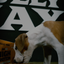 Bully Max 26/12 High Protein Wet Dog Food