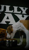 Bully Max 26/12 High Protein Wet Dog Food