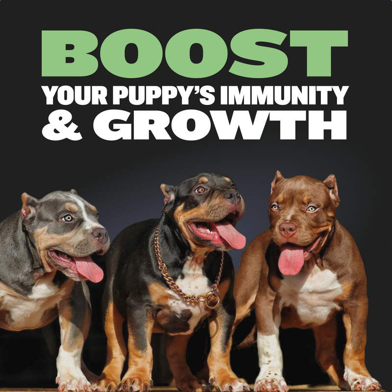 Bully Max 24/14 High Protein & Growth Puppy Food Bully Max