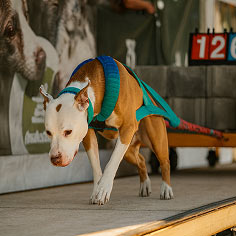 Default handler dog image